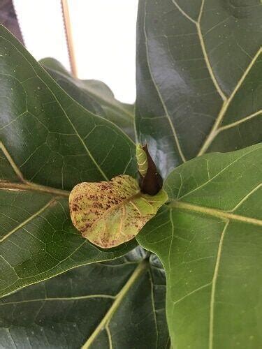 Dwarf Fiddle Leaf Fig Brown Spots On Leaves Img Extra