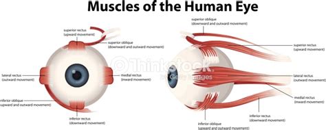 Muscles Of The Human Eye Stock Vector Thinkstock