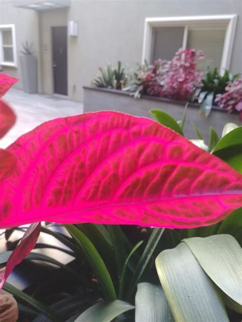 Beautiful Hot Pink Leaves In The Plant Id Forum