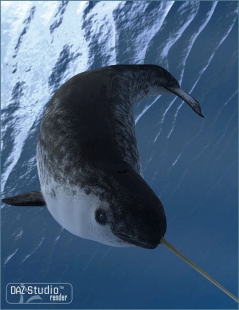 Narwhal Whale Marine Animals Ocean Creatures