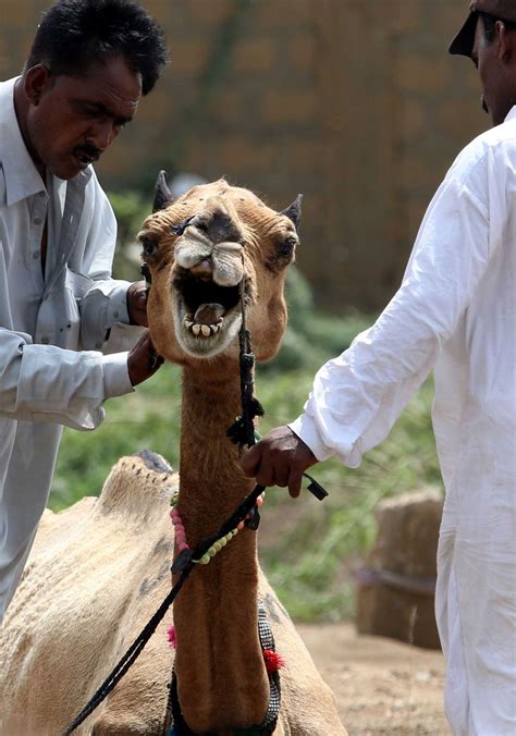 Pakistan'da develer kurban için görücüye çıktı - Internet ...