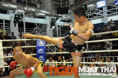 tiger muay thai and mma fighters run up a 4 1 record over two nights in patong thailand tiger