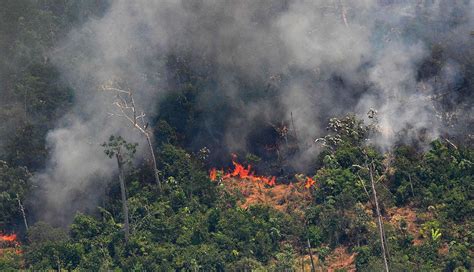 Falta De Voluntad De Bolsonaro Disparó Deforestación En Amazonía Según