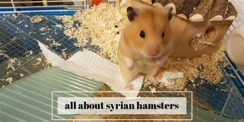 Syrian Hamster Care Sheet Guides Pets