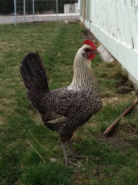 Chicken Breed Focus Fayoumi Backyard Chickens