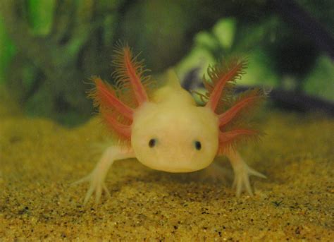 Axolotl Facts For Kids Axolotls Information Animal Fact Guide