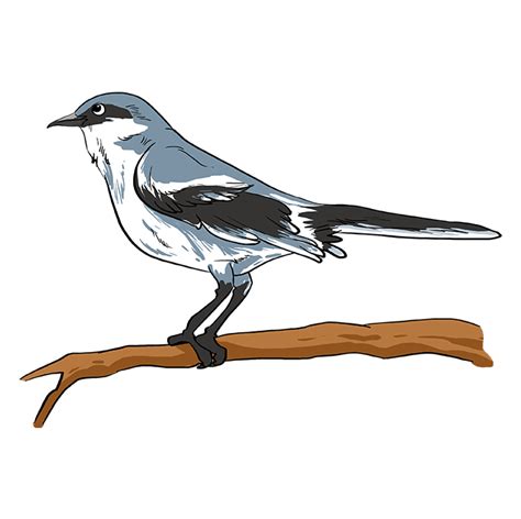 How To Draw A Northern Mockingbird You Doomplast