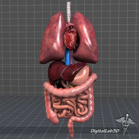 Internal Organs 3d Model In Anatomy 3dexport