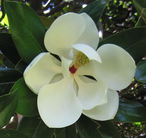 Magnolia Trees | White magnolia tree, Magnolia trees, White magnolia