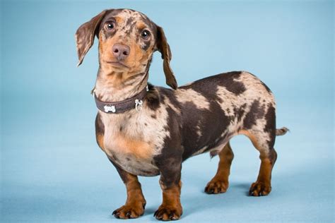 The Different Types Of Dachshunds Explained