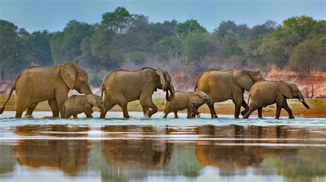 Elephants Walking Bing Wallpaper Download