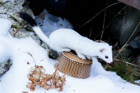 8 Facts About Short Tailed And Long Tailed Weasels Jakes Nature Blog