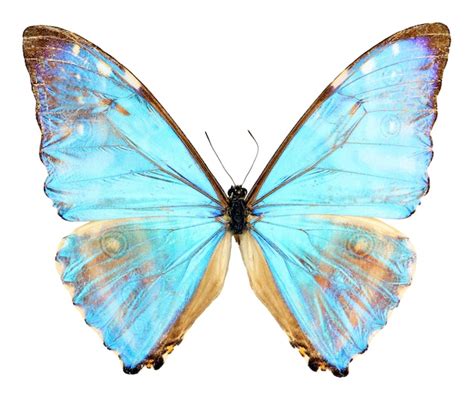 Premium Photo Blue Butterfly Isolated On White Iridescent Pearl