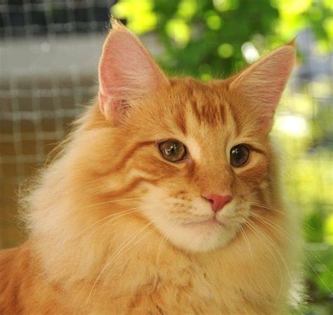 31 Best Fiery Red Norwegian Forest Cat Images On Pinterest