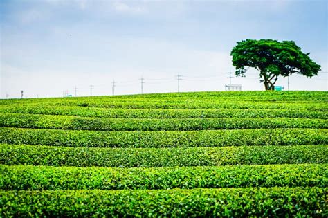 Green Tea Farming In Jeju South Korea Stock Image Image Of Plant
