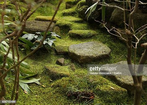 Japanese Moss Garden Photos And Premium High Res Pictures Getty Images