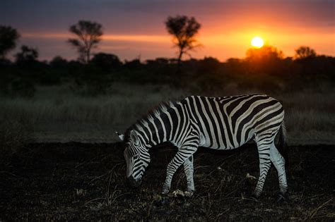 A Week In The Bush Vol 10 Sabi Sabi Private Game Reserve Blog