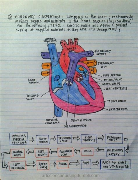Heart Anatomy Notes Pdf Pelajaran