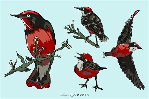 Realistic Red Bird Illustration Set Vector Download