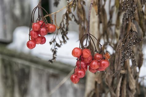 Free Images Tree Nature Branch Winter Fruit Berry Flower Food