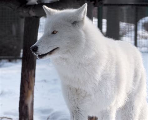 White Wolf Laying At The Snow Close Up Stock Photo Image Of Beast