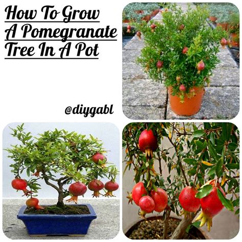 How To Grow A Pomegranate Tree In A Potlearn How To Grow Pomegranate
