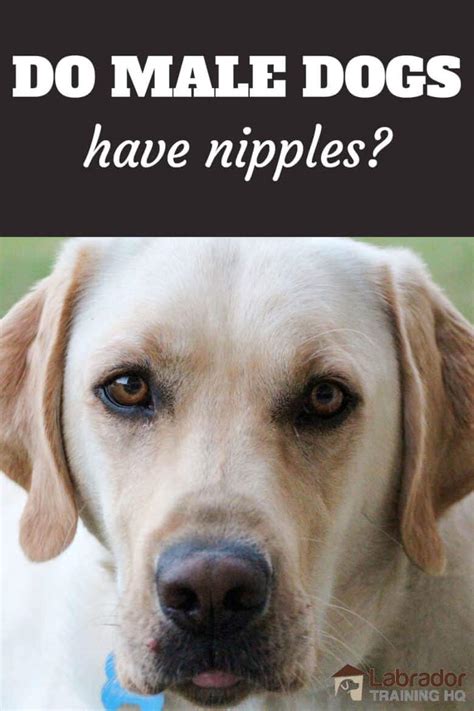 Do Male Dogs Have Nipples Yep But Why Are They Swollen