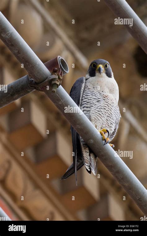 Adult Female Peregrine Falcon Falco Peregrinus Perched On Scaffolding