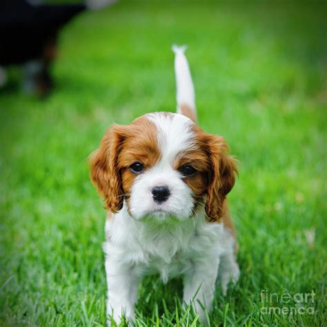 It is enthusiastic and lively, without being happy and loud. Cavalier King Charles Spaniel Puppy In Garden Photograph ...