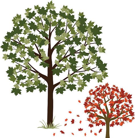 Royalty Free Maple Tree Clip Art Vector Images And Illustrations Istock