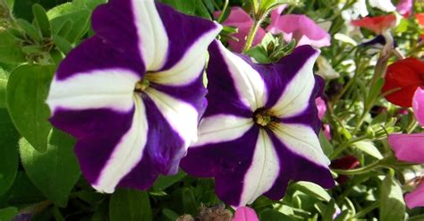 Purple Flowers With White Stripes · Free Stock Video