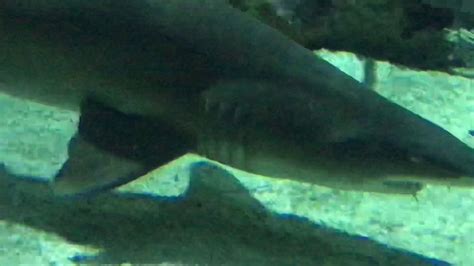 Seaworld Shark Encounter San Diego Pov Hd Youtube