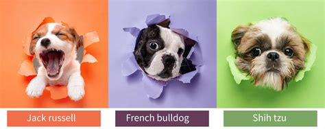 Funnyland Tiny But Mighty Discover The 15 Most Popular Small Dog Breeds
