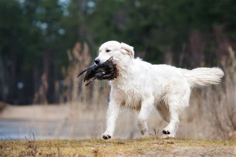 Hunting Golden Retriever Dog Carrying A Duck Stock Photo Image Of