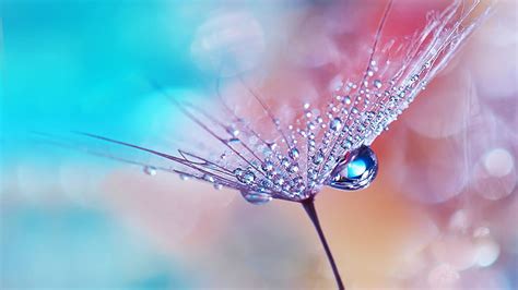 Water Drops Dew Macro Flowers Hd Wallpaper Peakpx
