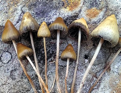 Spitzkegeliger Kahlkopf Psilocybe Semilanceata Magic Mushrooms Awlch