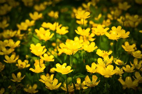 Желтые полевые цветы Большое количество фото