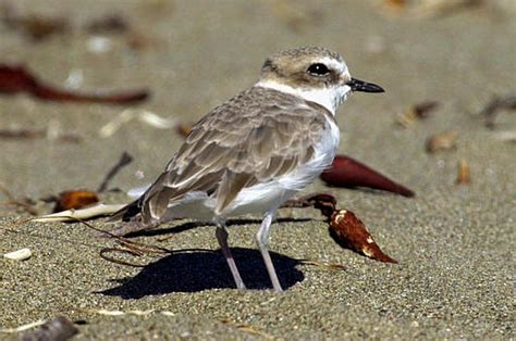 Snowy Plover Chick Hatches In Nehalem Bay State Park The Spokesman Review