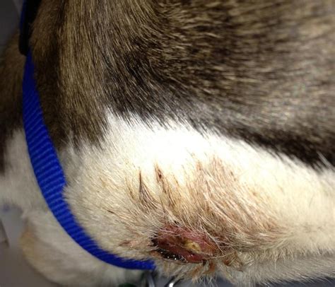 Histiocytoma Infection Or Healing Puppy Forum And Dog Forums