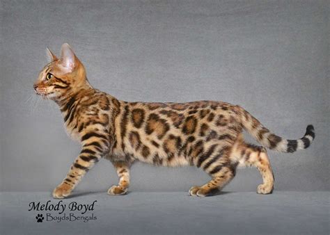 Bengal Breeder Queens In Georgia Boydsbengals