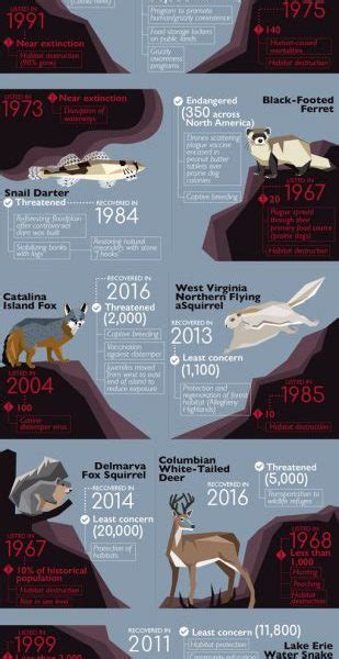 26 Animals Brought Back From The Brink Of Extinction Infographic