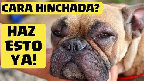 🛑 Mi Perro Tiene La Cara Hinchada ⏩ Descubre 3 Medicamentos Que