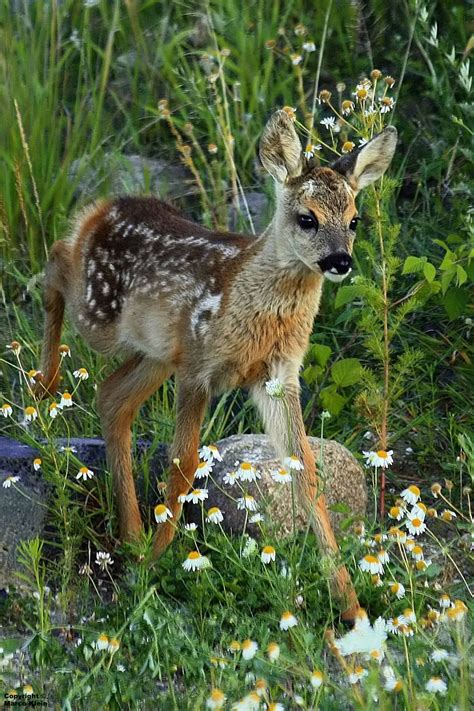 Fawn Deer Photos Deer Pictures Baby Animals Pictures Cute Animal