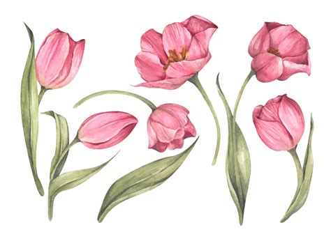 Set Of Pink Tulips Watercolor Floral Botanical Illustration 2937830