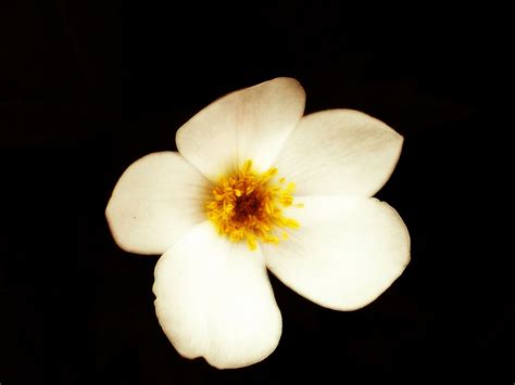 Beautiful White Flower Weneedfun