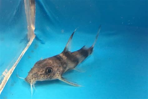 Synodontis Decorus Catfish 3 In Length Live Tropical Fish Synodontis