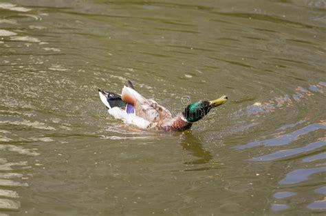 Pato Silvestre Masculino Duck Spreading Wings En Agua Imagen De Archivo