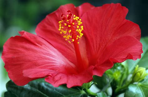 Gambar Bunga Raya Malaysia National Flower Travel Guide Hibiscus Garden
