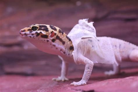 Everything You Need To Know About Leopard Gecko Shedding