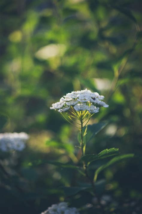 Shallow Focus Graphy Of Flower Hd Phone Wallpaper Peakpx